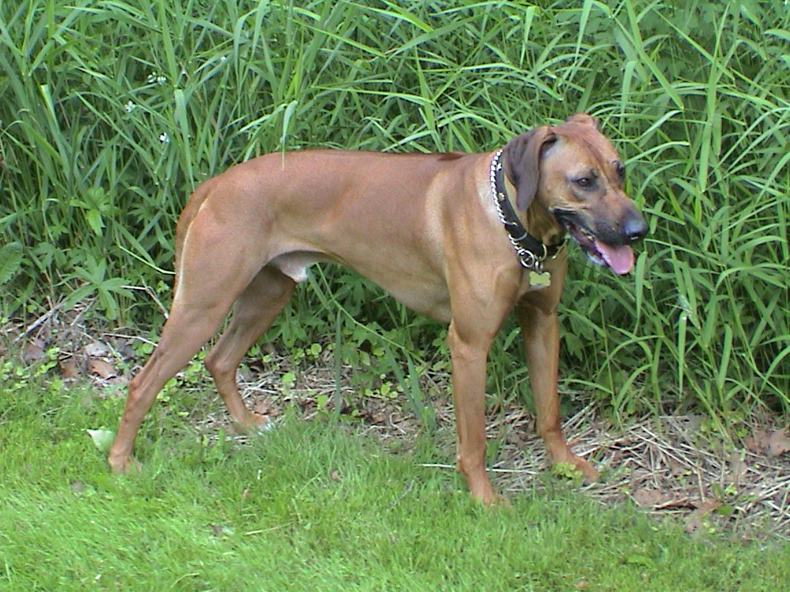Titus is a Rhodesian Ridgeback who was lost in Milwaukee for 26 days.
